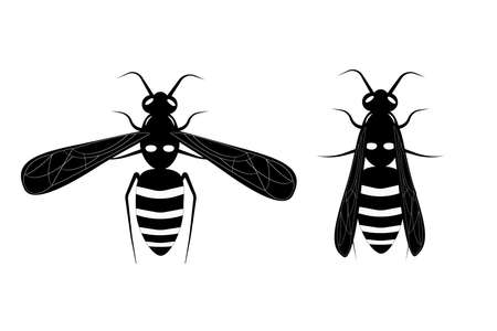 Flying wasp. Honey bee. Botany illustration. Insect animal, exotic. Vector isolated on white backdrop.のイラスト素材