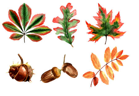 set of autumn leaves, chestnut, acorn in watercoloの写真素材