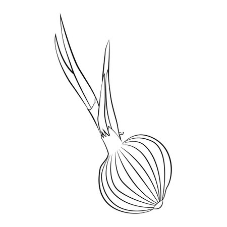 onion in a thin line. Vector on a white background.のイラスト素材