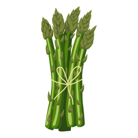 Asparagus. Vector illustration on a white background.のイラスト素材