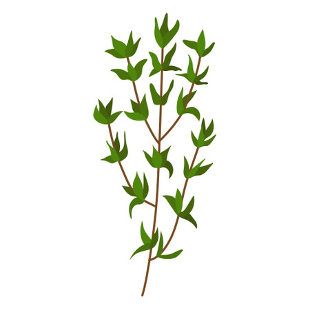 A sprig of thyme. Vector illustration on a white backgroundのイラスト素材