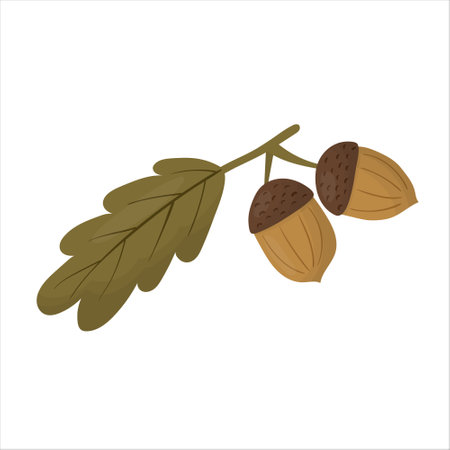 Autumn twig oak leaf and acorns. Vector illustrationのイラスト素材