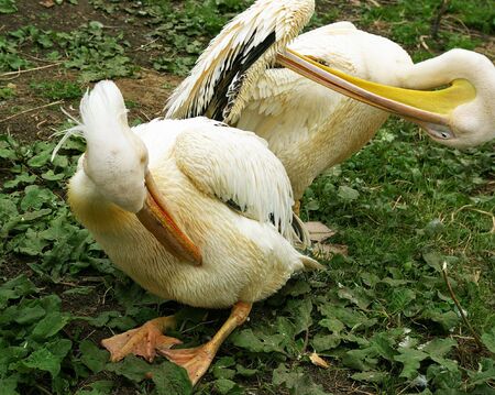 Group of pelicans on a grass in a zooの写真素材