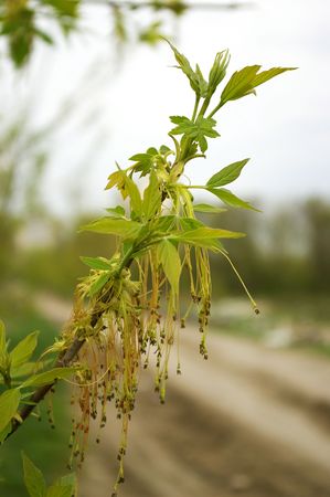 Young green leaves of a maple on a background of the sky