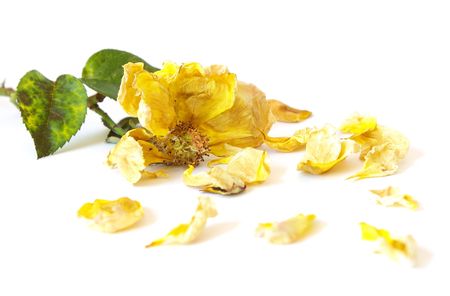 Dead yellow rose isolated on white backgroundの写真素材