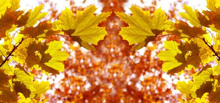Autumn leaves in beautiful colours as backgroundの写真素材