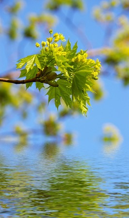 Young green leaves of a maple on a background of the blue skyの写真素材