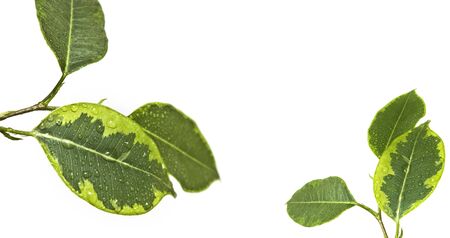 Ficus leaf  isolatedon a white backgroundの写真素材
