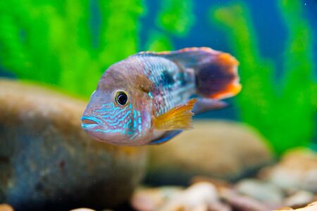 Colorful fish in aquarium saltwater world の写真素材