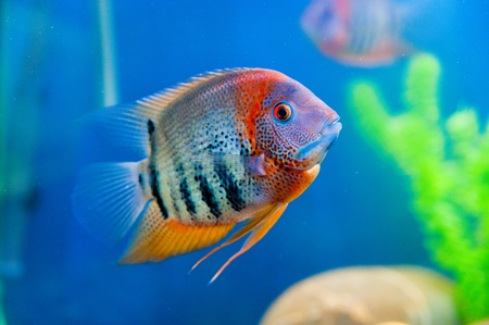 Colorful fish in aquarium saltwater world の写真素材