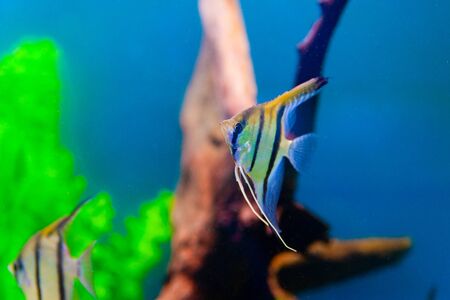 Colorful fish in aquarium saltwater world 