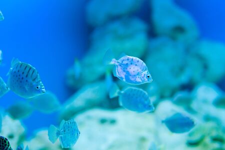 fish in aquarium saltwater world の写真素材