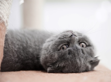 grey kittenの写真素材
