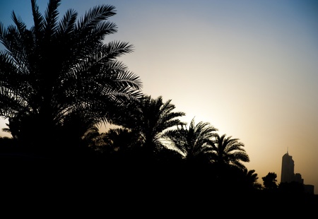 sunset with palm trees and cloudsの写真素材