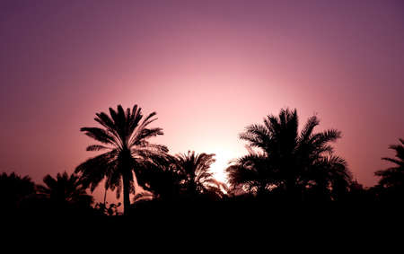 sunset with palm trees and cloudsの写真素材