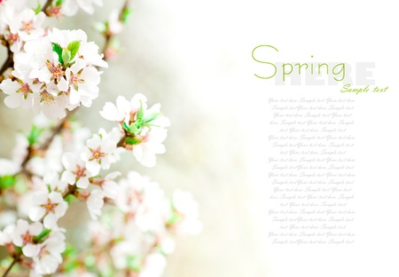 Cherry blossoms in full bloomの写真素材
