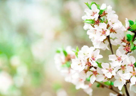 Cherry blossoms in full bloomの写真素材