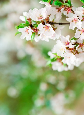 Cherry blossoms in full bloomの写真素材