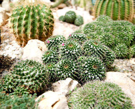 cactuses growing in the garden