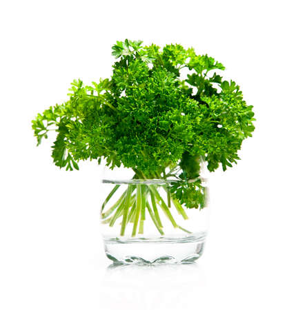 Fresh leaf of parsley  on white backgroundの写真素材