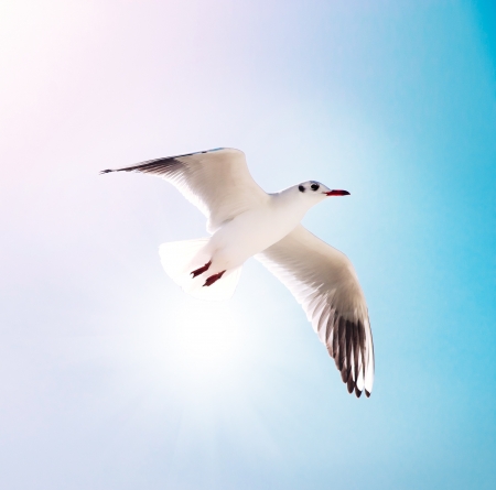seagull flying against the blue skyの写真素材
