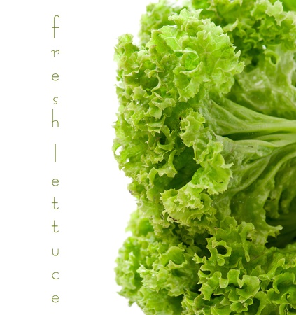 green leaves lettuce isolated on white backgroundの写真素材