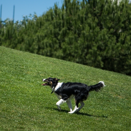 active dog run on the lawn on a summer dayの写真素材