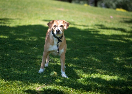 dog on the lawn on a summer day