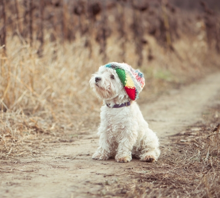 small dog in the hat walking in a fieldの写真素材