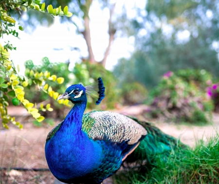 beautiful peacock walking in the summer parkの写真素材