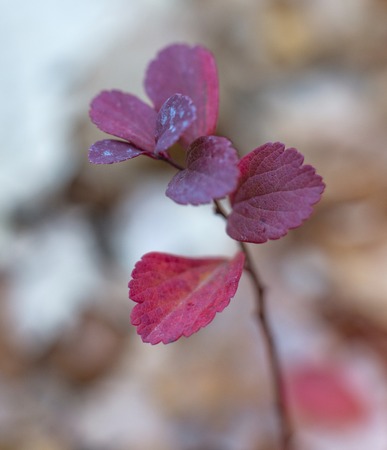 close-up photo of colorful autumn leaves. soft focus
