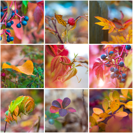 Macro photos of colorful autumn leaves. Collageの写真素材