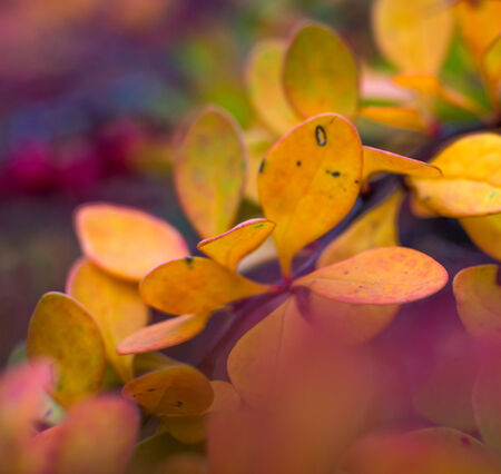 close-up photo of colorful autumn leavesの写真素材