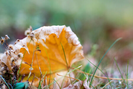 close-up photo of colorful autumn maple leaves. soft focusの写真素材