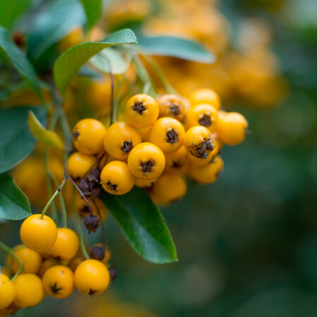 close-up photo of colorful autumnn rowan berriesの写真素材
