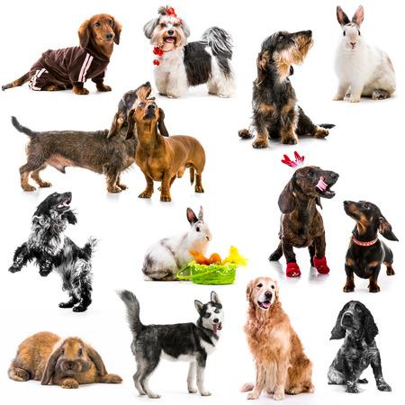 Collage of photos of pets on a white backgroundの写真素材