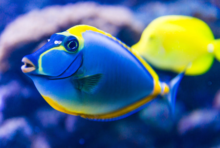 Colorful fish in aquarium saltwater worldの写真素材