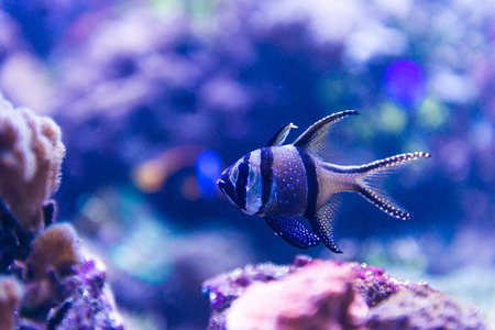 Colorful fish in aquarium saltwater worldの写真素材