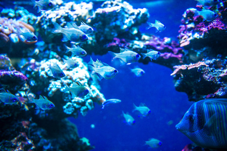 Colorful fish in aquarium saltwater worldの写真素材