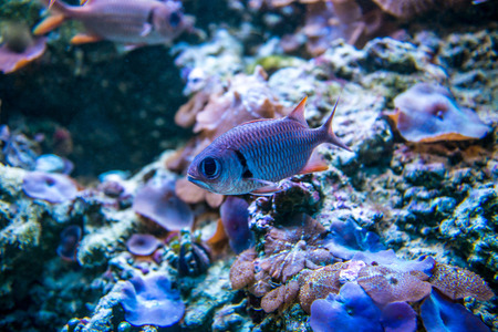 Colorful fish in aquarium saltwater worldの写真素材