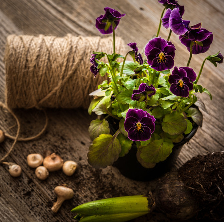 Plants for planting and garden accessories on a wooden table vintageの写真素材