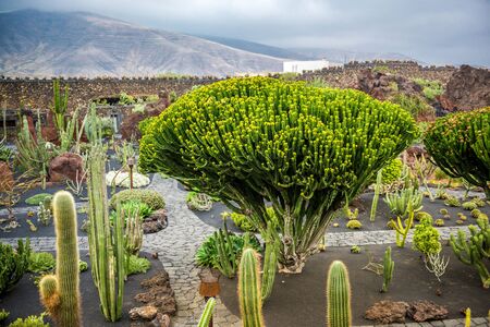 View of cactus garden, jardin de cactus in Guatiza, Lanzarote, Canary Islands, Spainの写真素材
