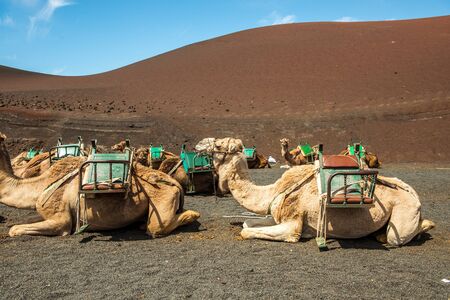 Caravan of camels in the desert on Lanzarote in the Canary Islands. Spainの写真素材