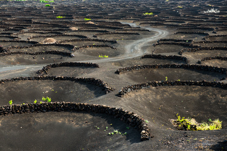 Vineyards in La Geria. Lanzarote Spainの写真素材