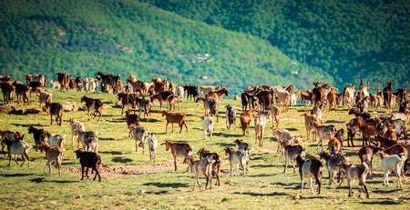 Herd of Goats Grazing in the Mountains in Spainの写真素材