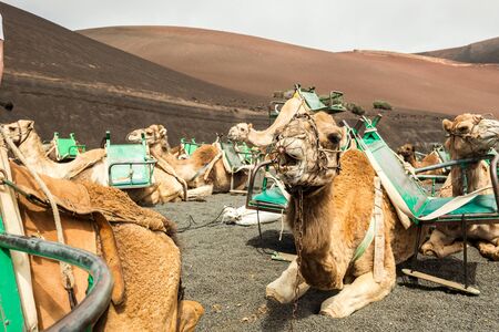 Caravan of camels in the desert on Lanzarote in the Canary Islands. Spainの写真素材