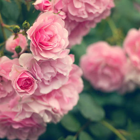 pink roses in the garden. soft focusの写真素材