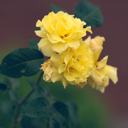 yellow roses in the garden. soft focus