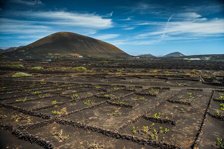 Vineyards in La Geria on Lanzarote. Canary Islands, Spainの写真素材