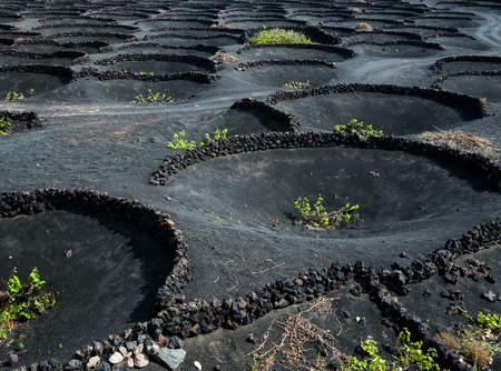 Vineyards in La Geria. Lanzarote - canary islands. Spainの写真素材